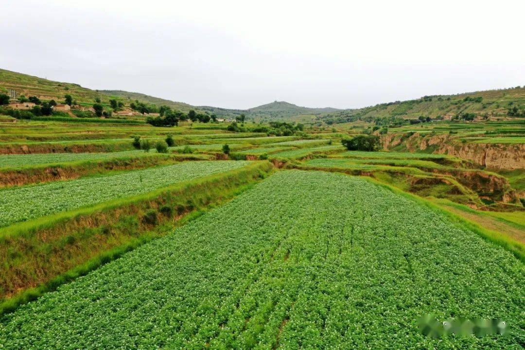 土豆种植基地