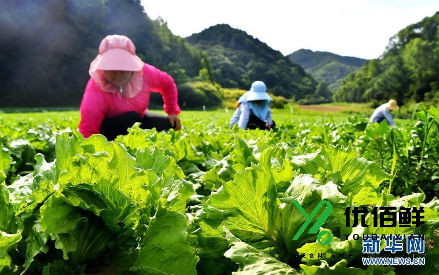 太白山高山蔬菜