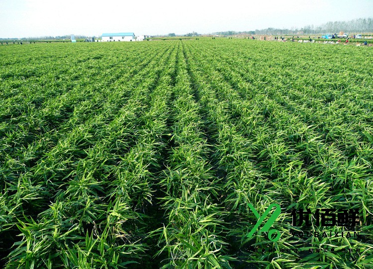 山东安丘生姜种植基地.jpg